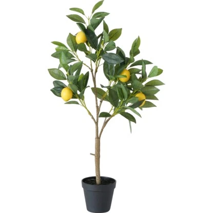 Topfpflanze Zitronenbaum 73 Cm X 20 Cm X 30 Cm