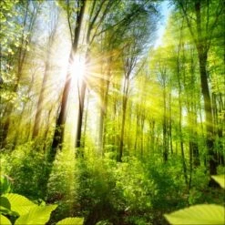 Pro-Art Glasbild Towards The Sun 50 Cm X 50 Cm X 1,3 Cm