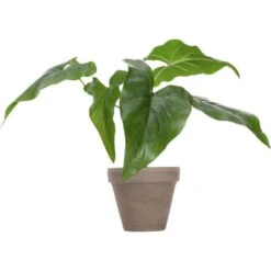 Kunstpflanze Syngonium H: 43 Cm