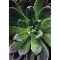 Komar Wandbild Succulent Single 30 X 40 Cm