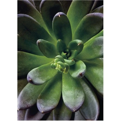 Komar Wandbild Succulent Single 30 X 40 Cm