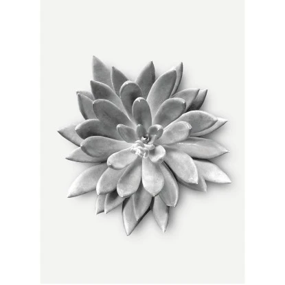 Komar Wandbild Succulent Agave 30 X 40 Cm