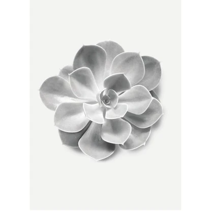 Komar Wandbild Succulent Aeonium 30 X 40 Cm