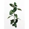 Komar Wandbild Ficus Branch 30 X 40 Cm