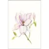 Komar Wandbild Magnolia Shine 30 X 40 Cm