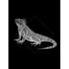 Komar Wandbild Iguana Black 30 X 40 Cm