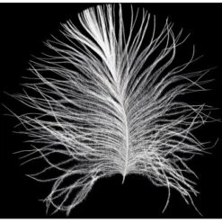 Komar Wandbild Feather Black 50 X 70 Cm