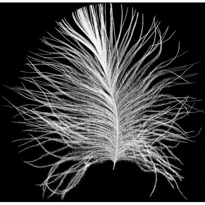 Komar Wandbild Feather Black 50 X 70 Cm