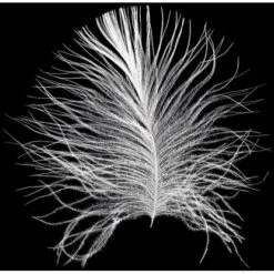 Komar Wandbild Feather Black 40 X 50 Cm