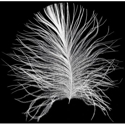 Komar Wandbild Feather Black 40 X 50 Cm