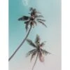 Komar Wandbild Miami Palms 30 X 40 Cm