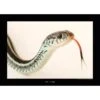 Komar Wandbild Bluestripe Snake 40 X 30 Cm Gerollt