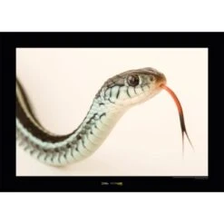 Komar Wandbild Bluestripe Snake 40 X 30 Cm Gerollt