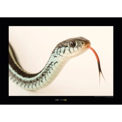 Komar Wandbild Bluestripe Snake 40 X 30 Cm Gerollt