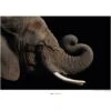Komar Wandbild African Elephant 40 X 30 Cm Gerollt