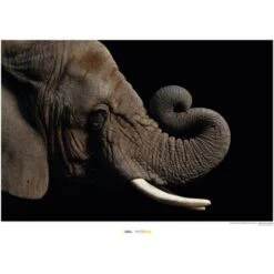 Komar Wandbild African Elephant 40 X 30 Cm Gerollt