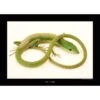 Komar Wandbild Gr. Grass Lizard 40 X 30 Cm Gerollt
