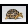 Komar Wandbild Burmese Tortoise 40 X 30 Cm Gerollt