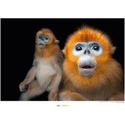 Komar Wandbild Golden Monkey 40 X 30 Cm Gerollt