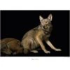 Komar Wandbild Red Wolf 40 X 30 Cm Gerollt