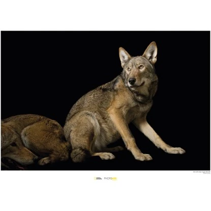 Komar Wandbild Red Wolf 40 X 30 Cm Gerollt