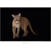 Komar Wandbild Florida Panther 40 X 30 Cm Gerollt