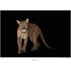 Komar Wandbild Florida Panther 40 X 30 Cm Gerollt