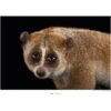 Komar Wandbild Bengal Slow Loris 40 X 30 Cm Gerollt