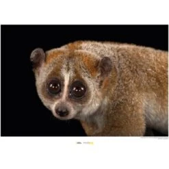 Komar Wandbild Bengal Slow Loris 40 X 30 Cm Gerollt