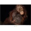 Komar Wandbild Bornean Orangutan 40 X 30 Cm Gerollt