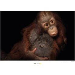 Komar Wandbild Bornean Orangutan 40 X 30 Cm Gerollt