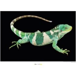 Komar Wandbild FijiIsland Iguana 40 X 30 Cm Gerollt