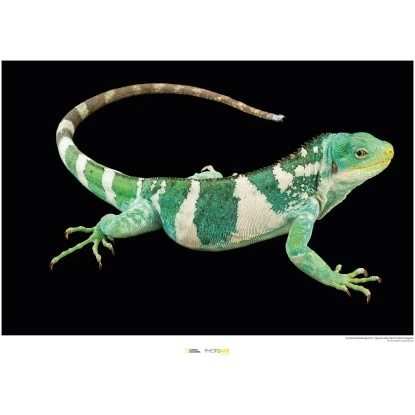 Komar Wandbild FijiIsland Iguana 40 X 30 Cm Gerollt