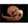 Komar Wandbild White Pangolin 40 X 30 Cm Gerollt