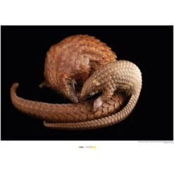 Komar Wandbild White Pangolin 40 X 30 Cm Gerollt