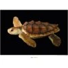 Komar Wandbild Loggerhead SeaTurtle 40 X 30 Cm Gerollt