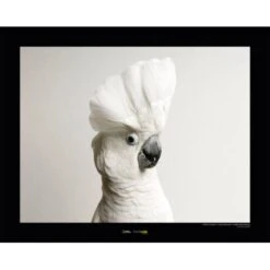 Komar Wandbild White Cockatoo 40 X 30 Cm Gerollt