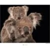 Komar Wandbild Koala Bear 40 X 30 Cm Gerollt