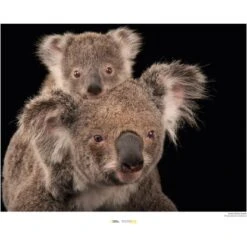 Komar Wandbild Koala Bear 40 X 30 Cm Gerollt