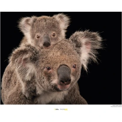 Komar Wandbild Koala Bear 40 X 30 Cm Gerollt