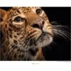 Komar Wandbild Javan Leopard 40 X 30 Cm Gerollt