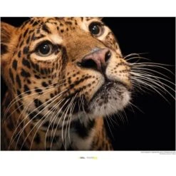 Komar Wandbild Javan Leopard 40 X 30 Cm Gerollt