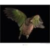 Komar Wandbild Imperial Parrot 40 X 30 Cm Gerollt