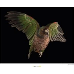 Komar Wandbild Imperial Parrot 40 X 30 Cm Gerollt