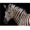 Komar Wandbild Damara Zebra 40 X 30 Cm Gerollt