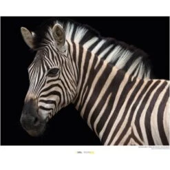 Komar Wandbild Damara Zebra 40 X 30 Cm Gerollt