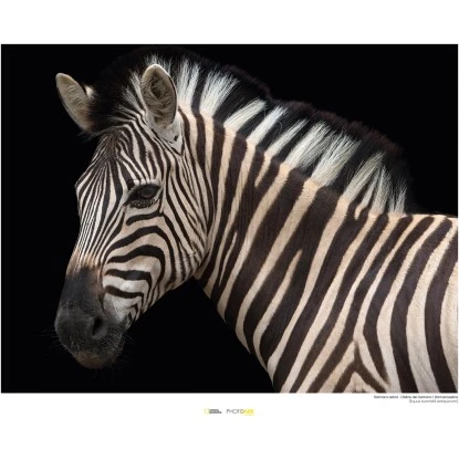 Komar Wandbild Damara Zebra 40 X 30 Cm Gerollt