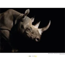 Komar Wandbild Black Rhinoceros 40 X 30 Cm
