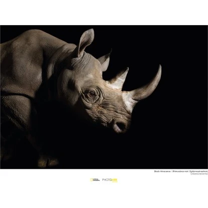 Komar Wandbild Black Rhinoceros 40 X 30 Cm