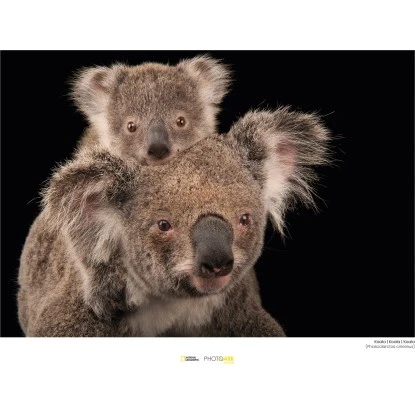 Komar Wandbild Koala Bear 40 X 30 Cm